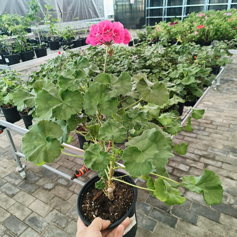 Mușcată Pelargonium (Geraniums) - Roz - imagine 4