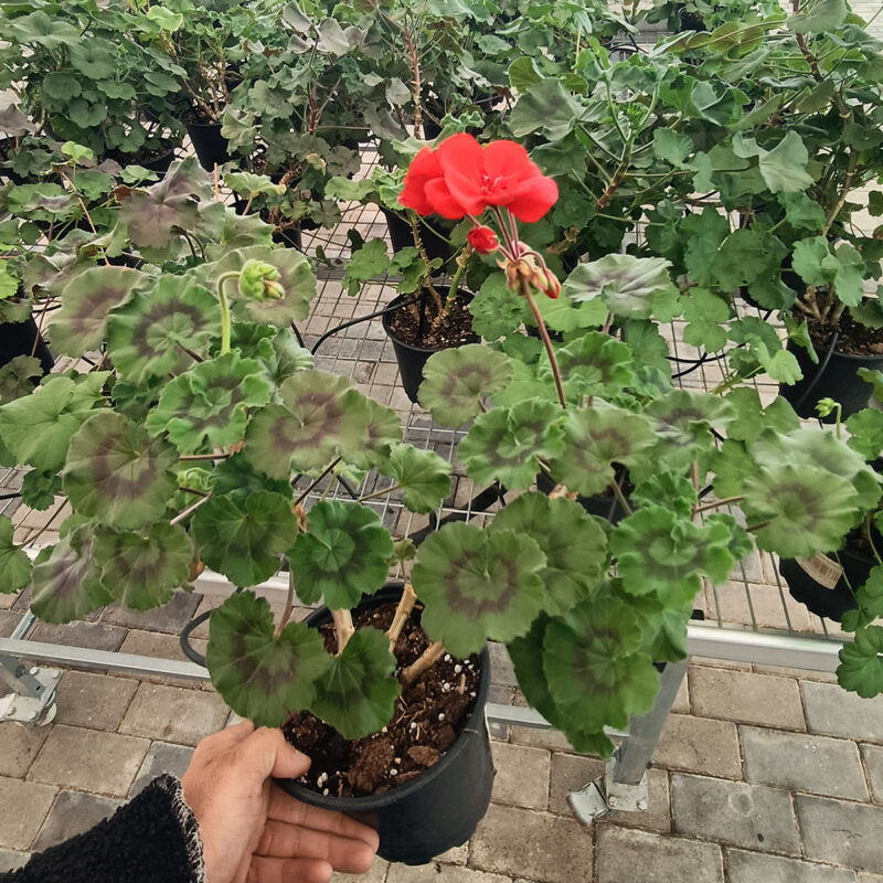 Mușcată Pelargonium (Geraniums) - Roz - imagine 3