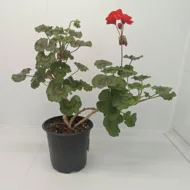 Mușcată Pelargonium (Geraniums) - Roz - imagine 2