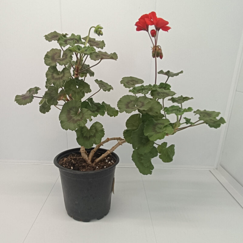 Mușcată Pelargonium (Geraniums) - Roz - imagine 2