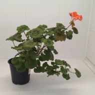 Mușcată Pelargonium (Geraniums) - Roz - imagine 7