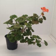 Mușcată Pelargonium (Geraniums) - Roz - imagine 7
