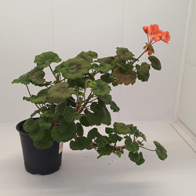 Mușcată Pelargonium (Geraniums) - Roz - imagine 7