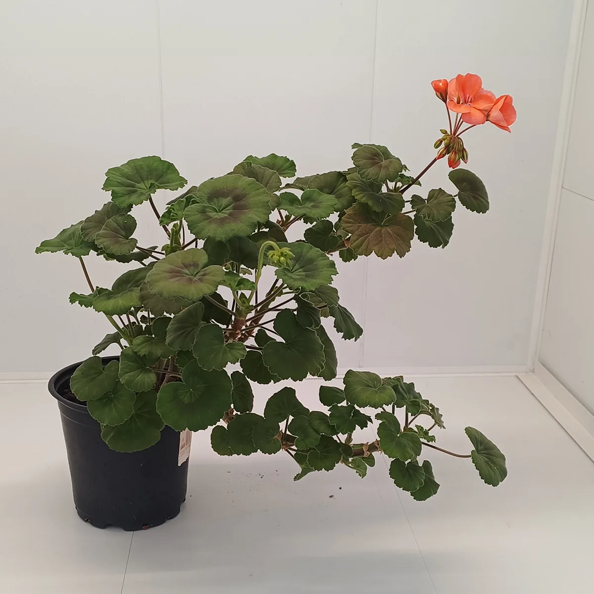 Mușcată Pelargonium (Geraniums) - Roz - imagine 7