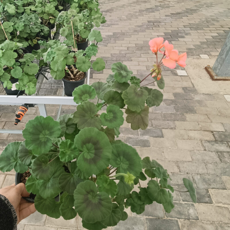 Mușcată Pelargonium (Geraniums) - Roz - imagine 8