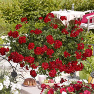 Mușcată Curgătoare "Sunflorix Dark Red"
