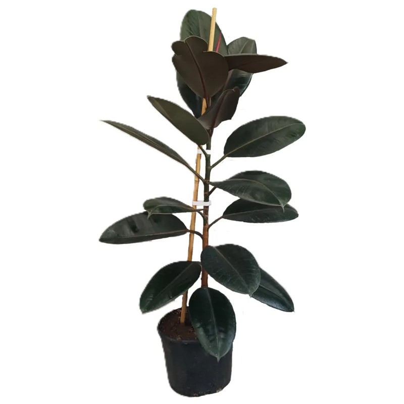 Ficus Abidjan - plantă de interior cu frunze verzi lucioase - imagine 1