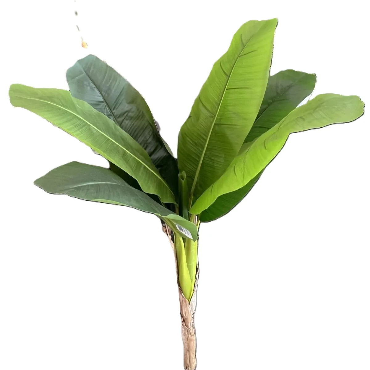 IMG_8328-1200x1200 Bananier artificial, 143 cm - imagine 1