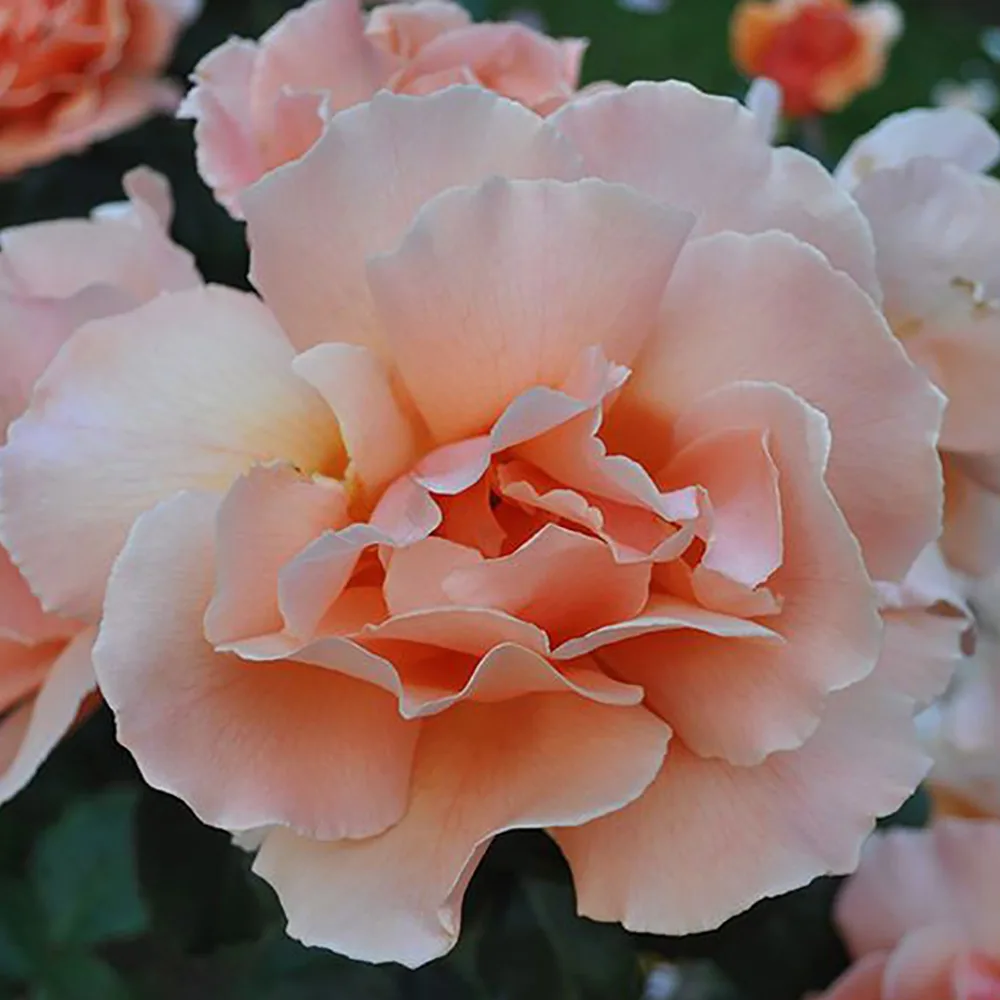 Trandafir JUST JOEY® - imagine 1