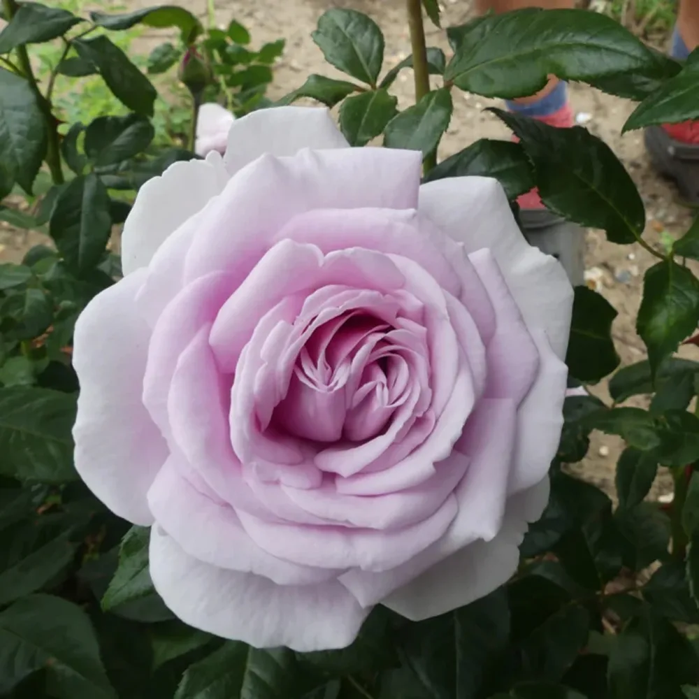 Trandafir PACIFIC BLUE® - imagine 1