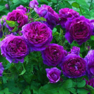 Trandafir Purple Eden® - imagine 3