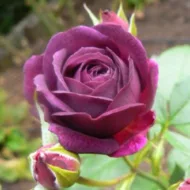 Trandafir Purple Eden®