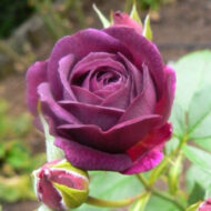 Trandafir Purple Eden®