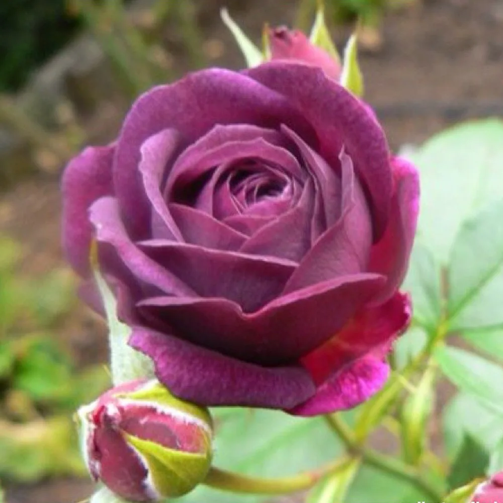 Trandafir Purple Eden® - imagine 1