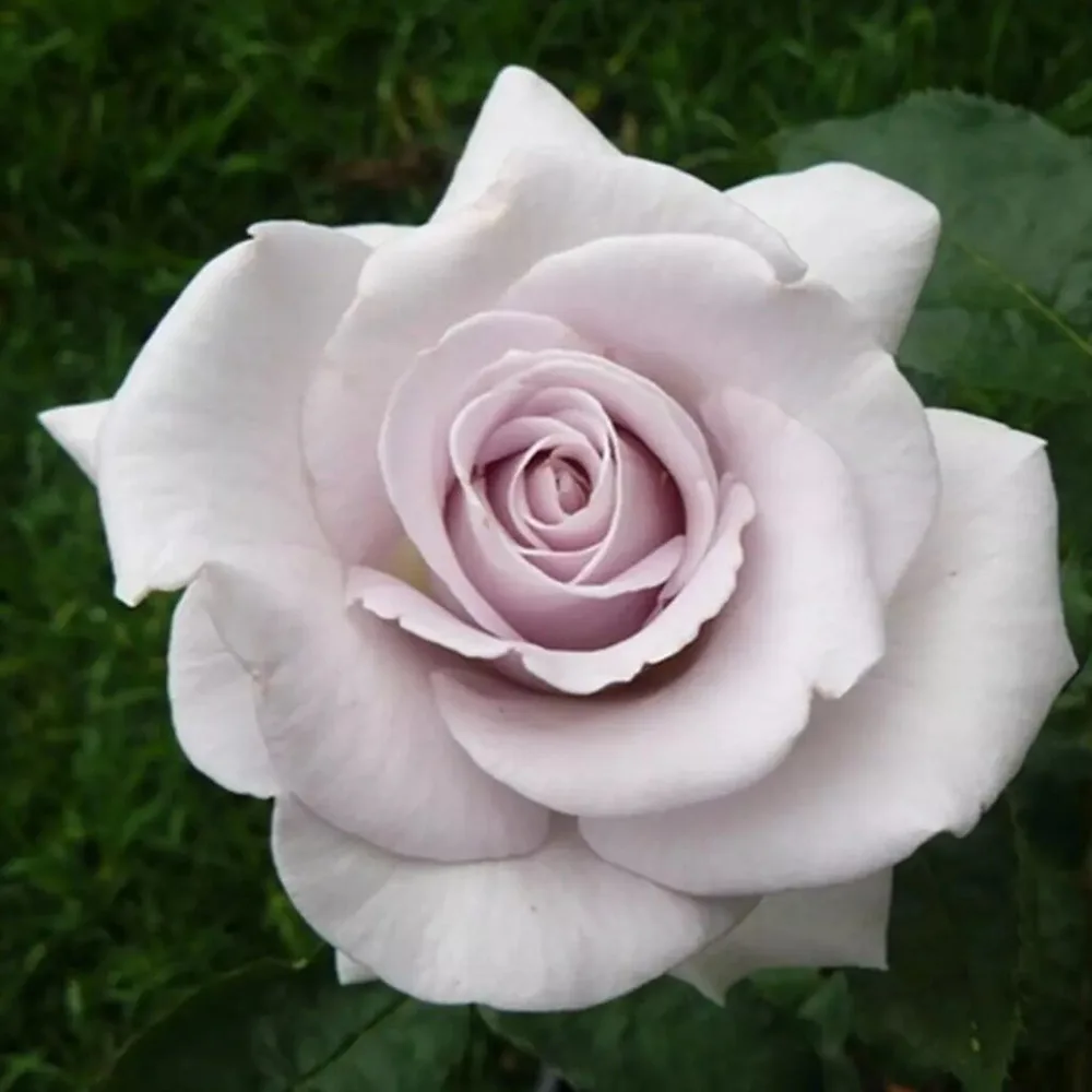 Trandafir STAINLESS STEEL® - imagine 1