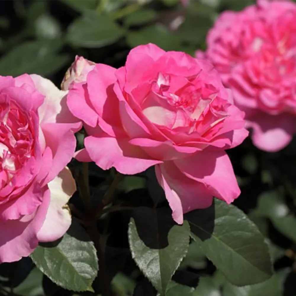 Trandafir BORNEO ODORE® - imagine 1