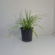liriope big blue