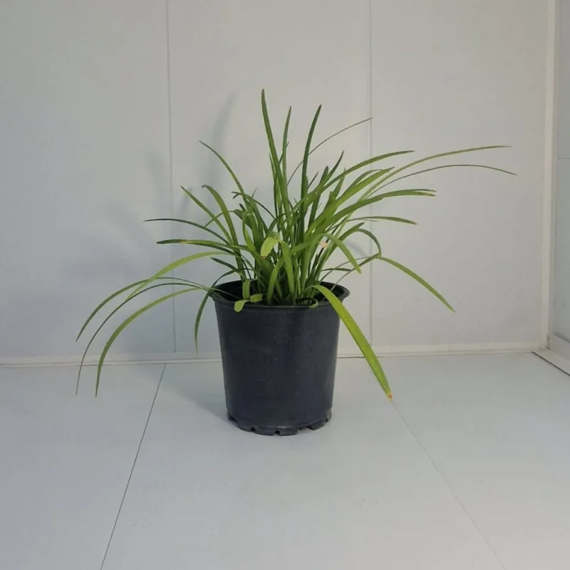 liriope big blue - imagine 1