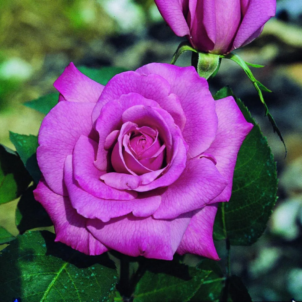 ametista- Trandafir AMETISTA ® - imagine 1