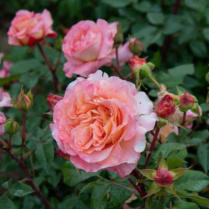 Trandafir AUGUSTA LUISE® - imagine 2