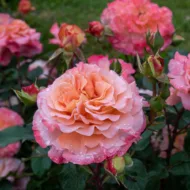 Trandafir AUGUSTA LUISE®