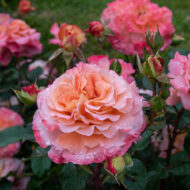 Trandafir AUGUSTA LUISE®