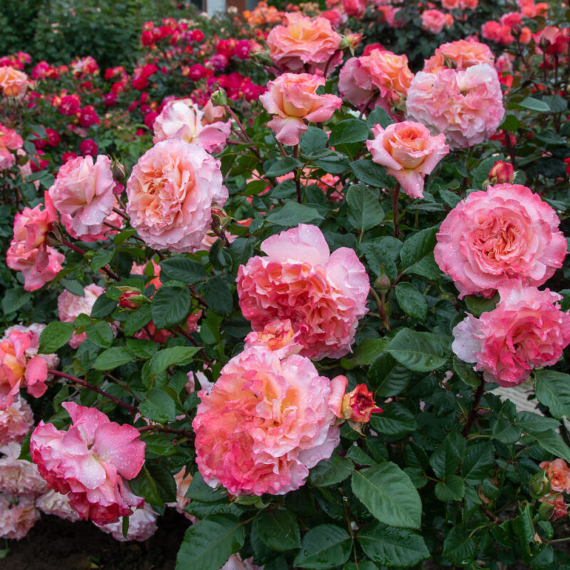 Trandafir AUGUSTA LUISE® - imagine 3