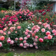Trandafir AUGUSTA LUISE® - imagine 4