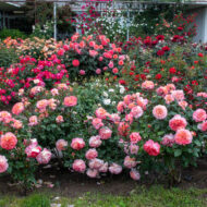 Trandafir AUGUSTA LUISE® - imagine 4