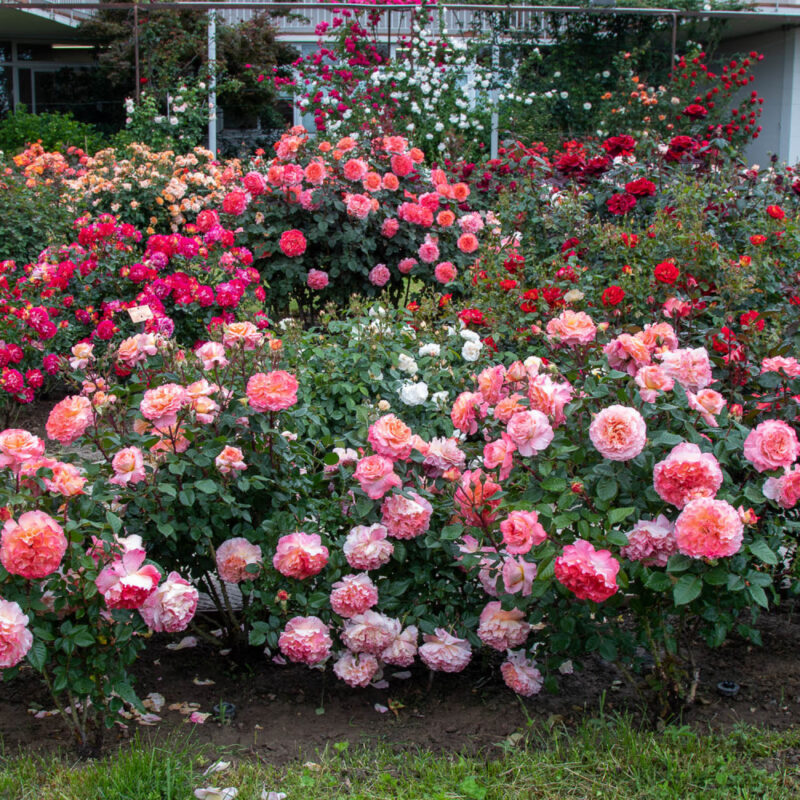 Trandafir AUGUSTA LUISE® - imagine 4