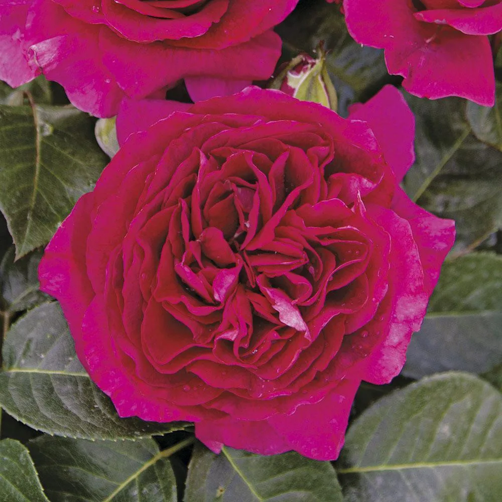 Trandafir CARDINALE CARLO MARIA MARTINI® - imagine 1