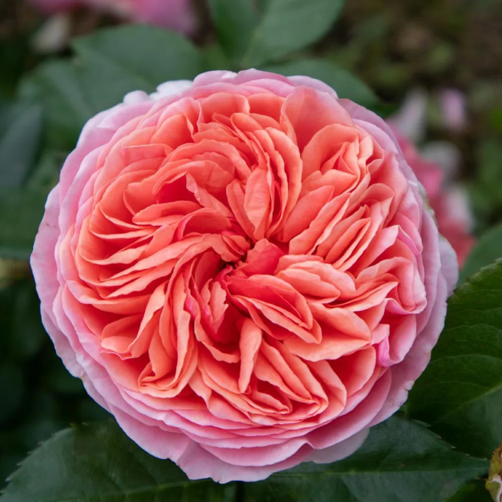 Trandafir CHIPPENDALE® - imagine 1