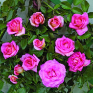 Trandafir CLG.PARFUM ROYAL®