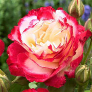 Trandafir DOUBLE DELIGHT®