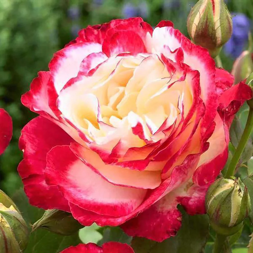 Trandafir DOUBLE DELIGHT® - imagine 1