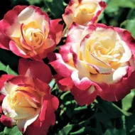 Trandafir DOUBLE DELIGHT® - imagine 3