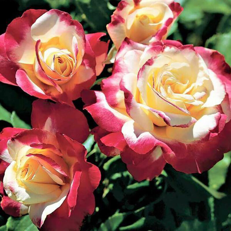 Trandafir DOUBLE DELIGHT® - imagine 3