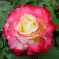 Trandafir DOUBLE DELIGHT® - imagine 2