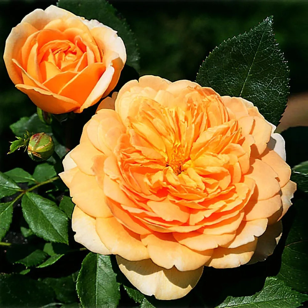 golden-celebration- Trandafir GOLDEN CELEBRATION® - imagine 1