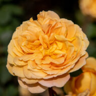 Trandafir GOLDEN CELEBRATION® - imagine 2