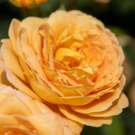 Trandafir GOLDEN CELEBRATION® - imagine 3