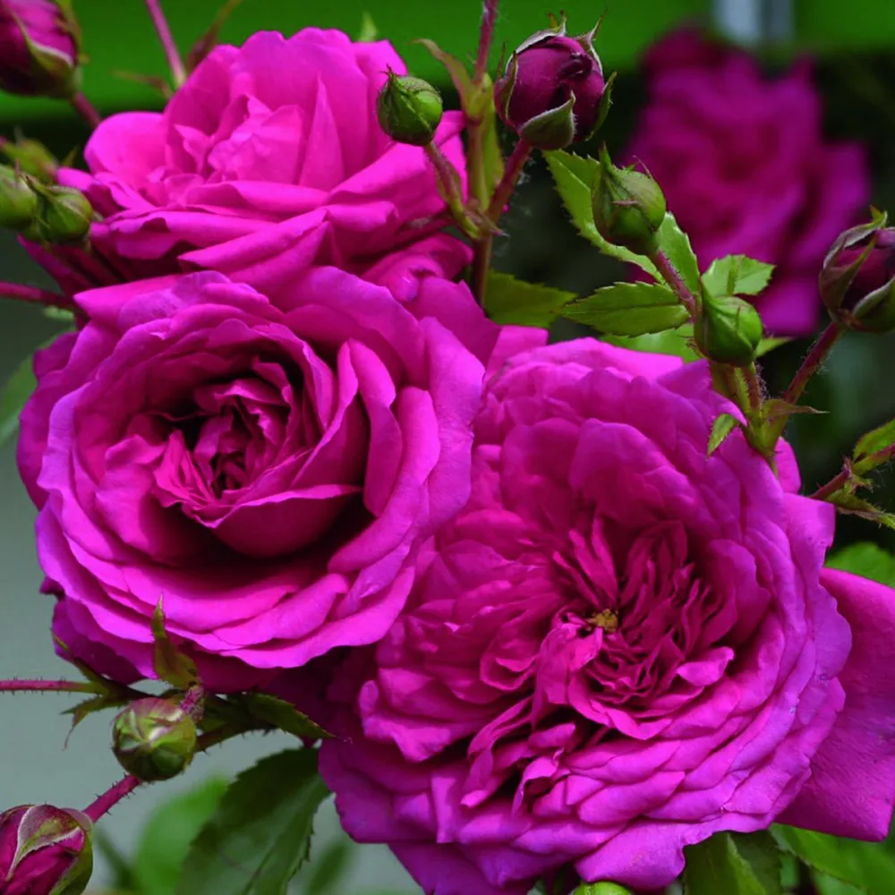 Trandafir LAGUNA® - imagine 1