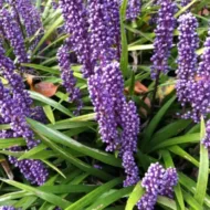 liriope big blue - imagine 2
