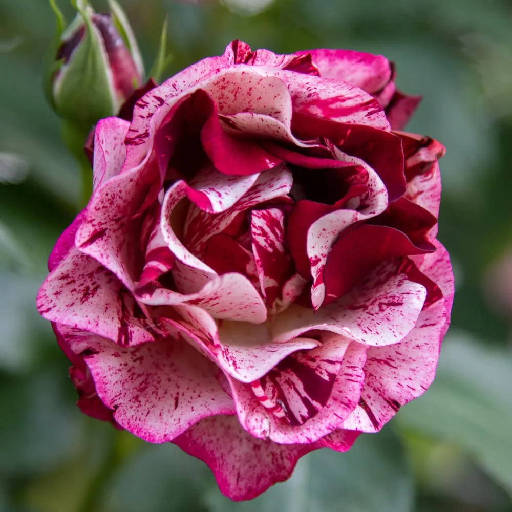 Trandafir NEW IMAGINE® - imagine 1