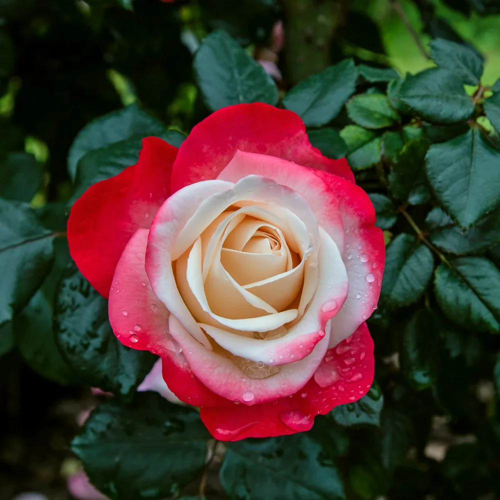 Trandafir NOSTALGIE® - imagine 1