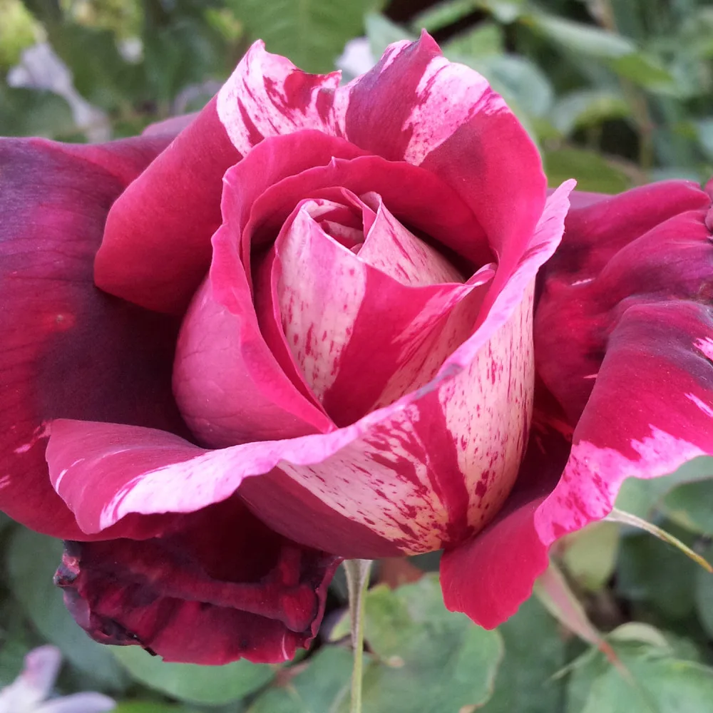 Trandafir OTTAVIO MISSONI® - imagine 1