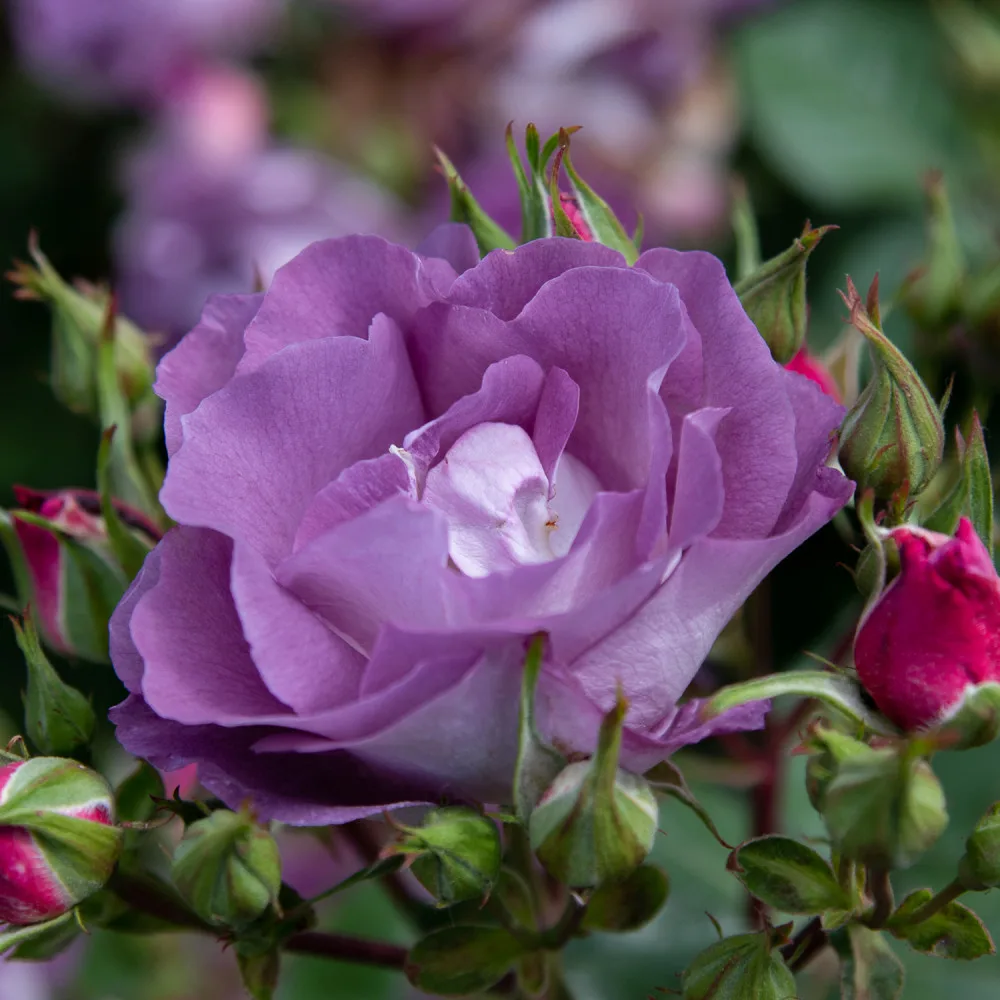 Trandafir Pacific Dream® - imagine 1