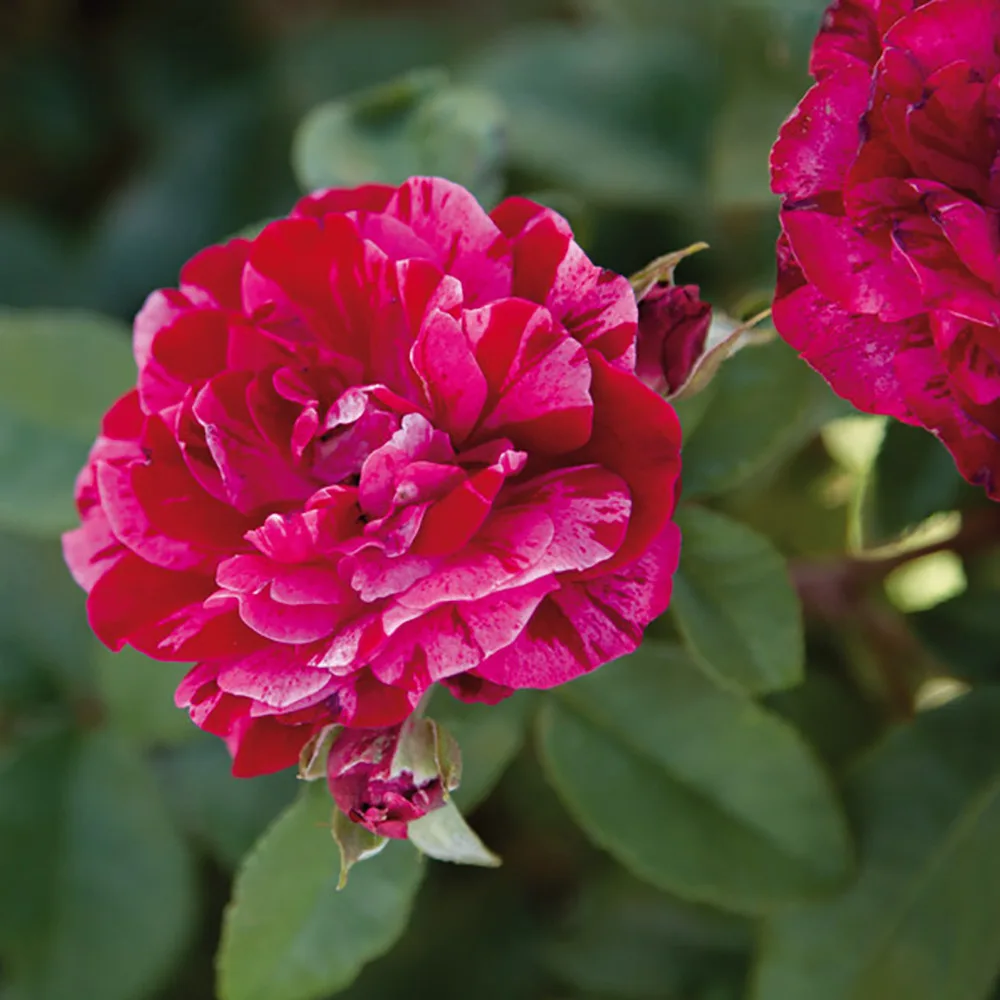 Trandafir PER TE ® - imagine 1