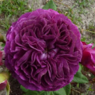 Trandafir Purple Eden® - imagine 2