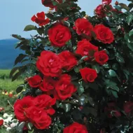 Trandafir RED FLAME® - imagine 2